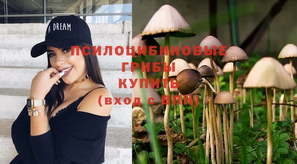 хмурый Аркадак