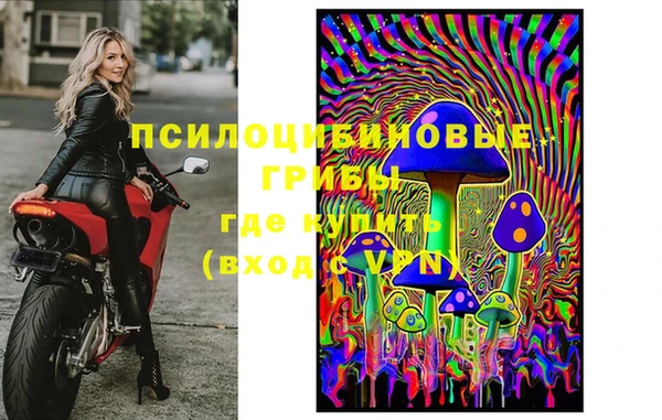 хмурый Аркадак