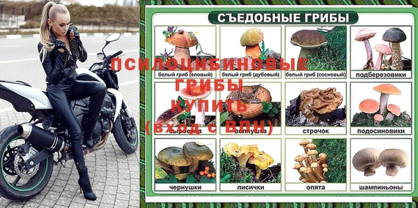 хмурый Аркадак
